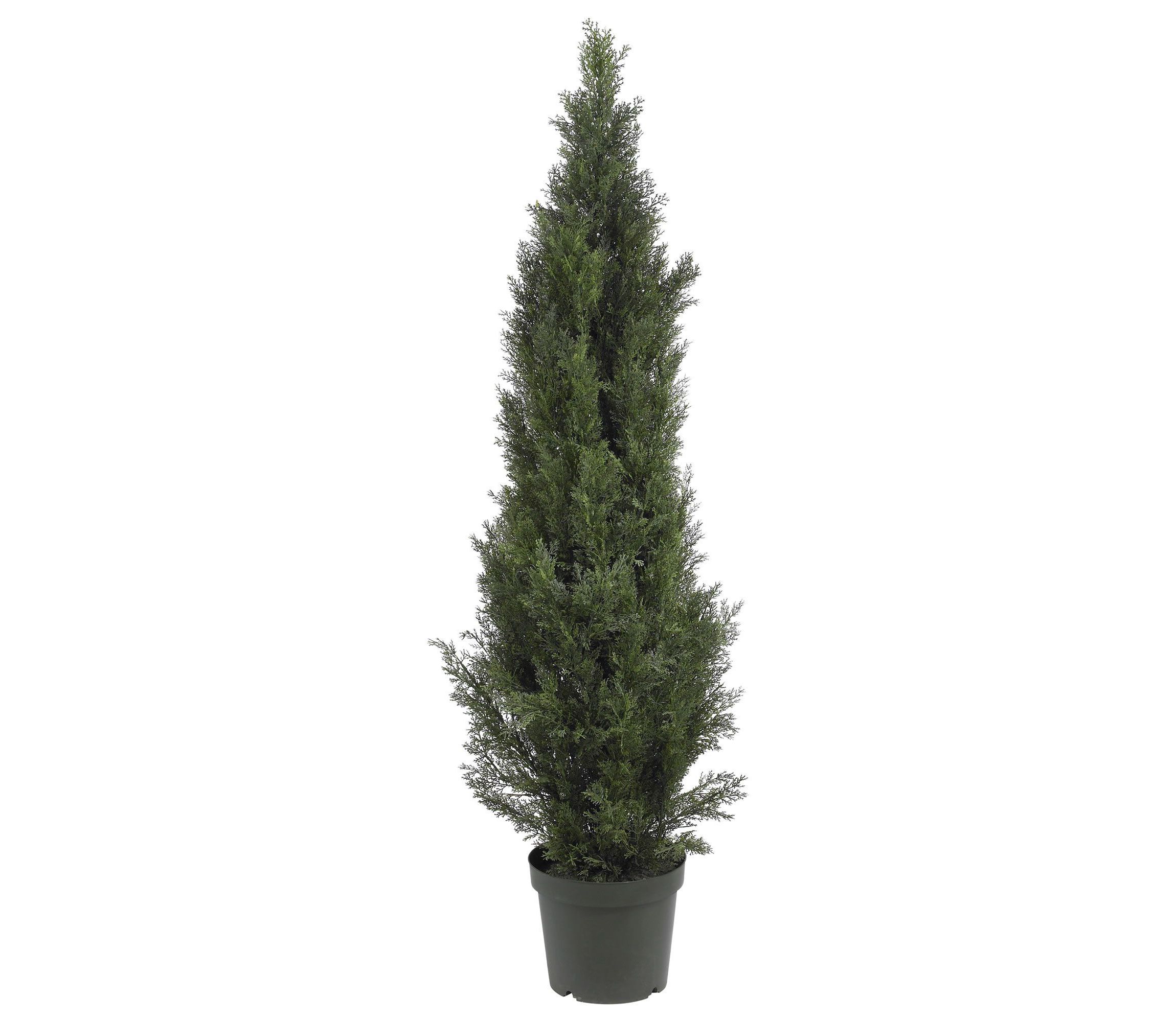 5-Foot Mini Cedar Pine Tree (Indoor/Outdoor)
