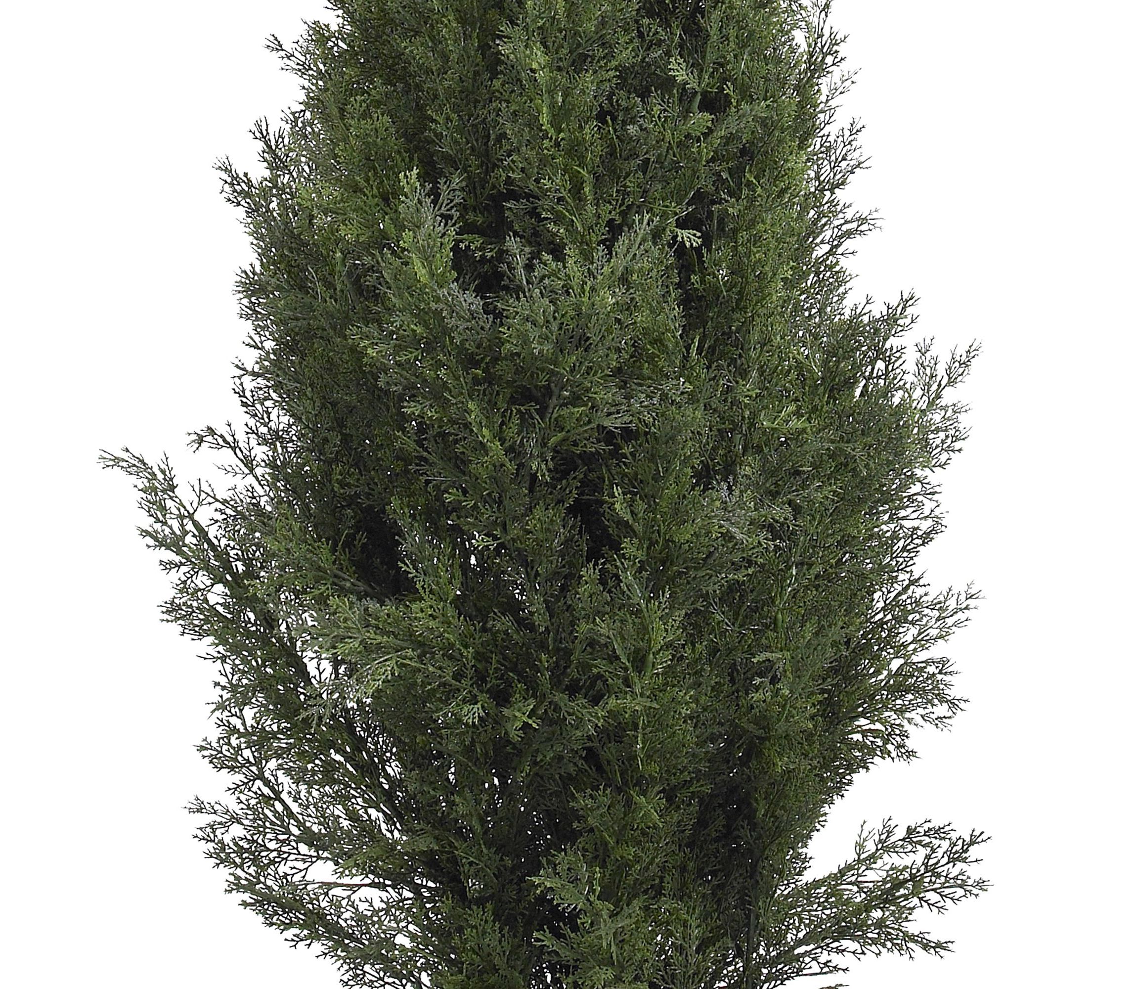 5-Foot Mini Cedar Pine Tree (Indoor/Outdoor)