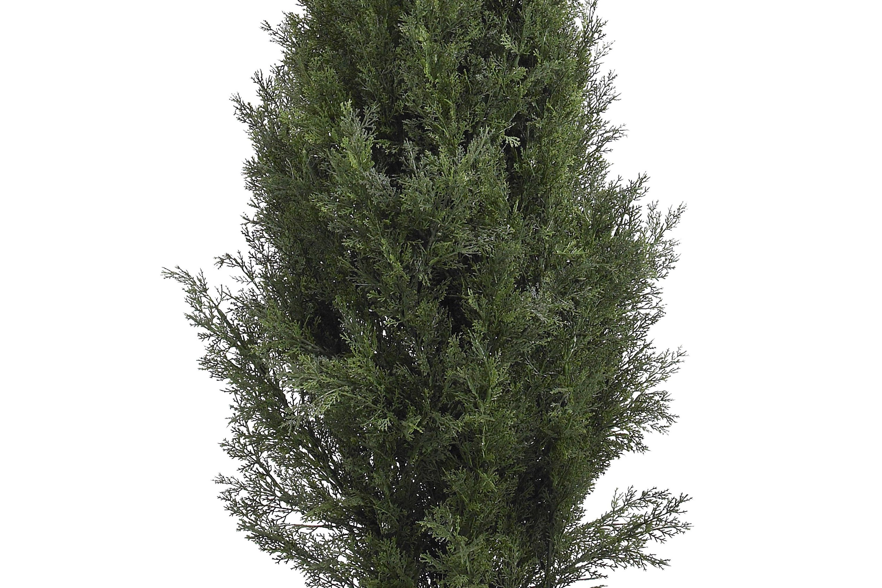 5-Foot Mini Cedar Pine Tree (Indoor/Outdoor)