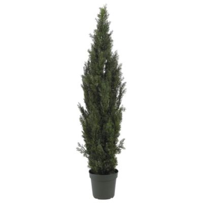 6' Mini Cedar Pine Tree - Indoor and Outdoor