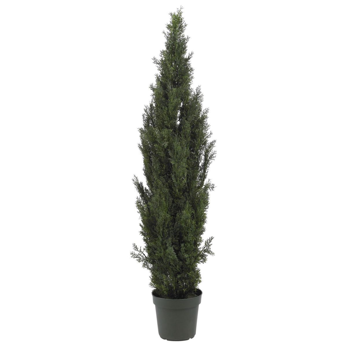 6 Mini Cedar Pine Tree - Indoor and Outdoor