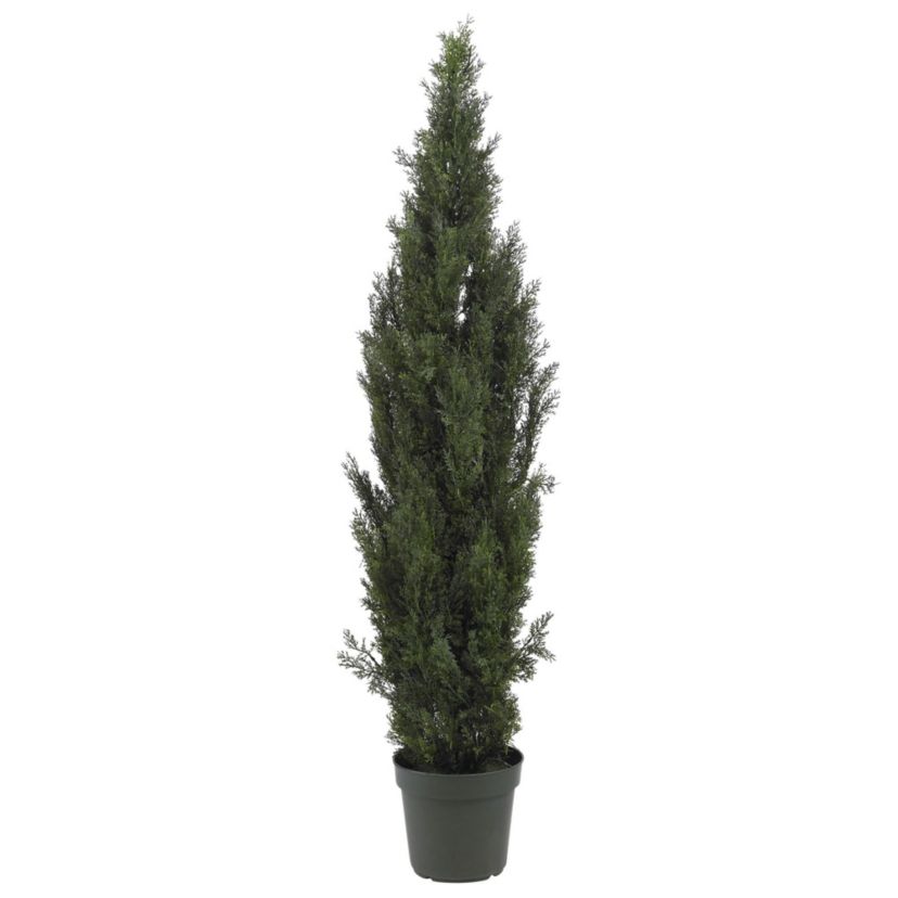 6 Mini Cedar Pine Tree - Indoor and Outdoor