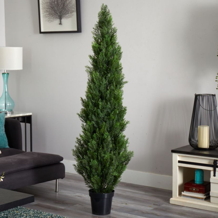 6 Mini Cedar Pine Tree - Indoor and Outdoor