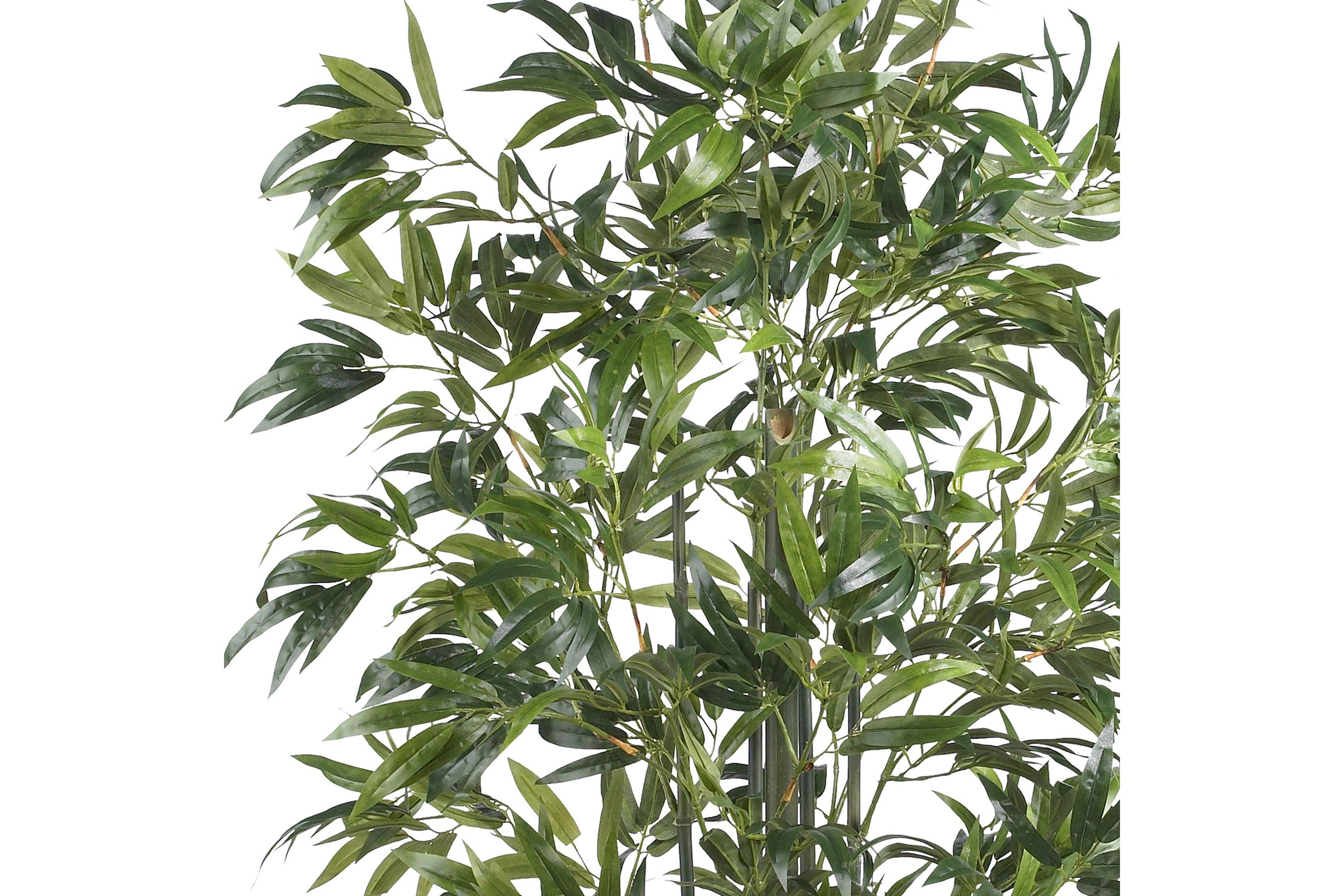 6 Bamboo Silk Tree - Green Trunks