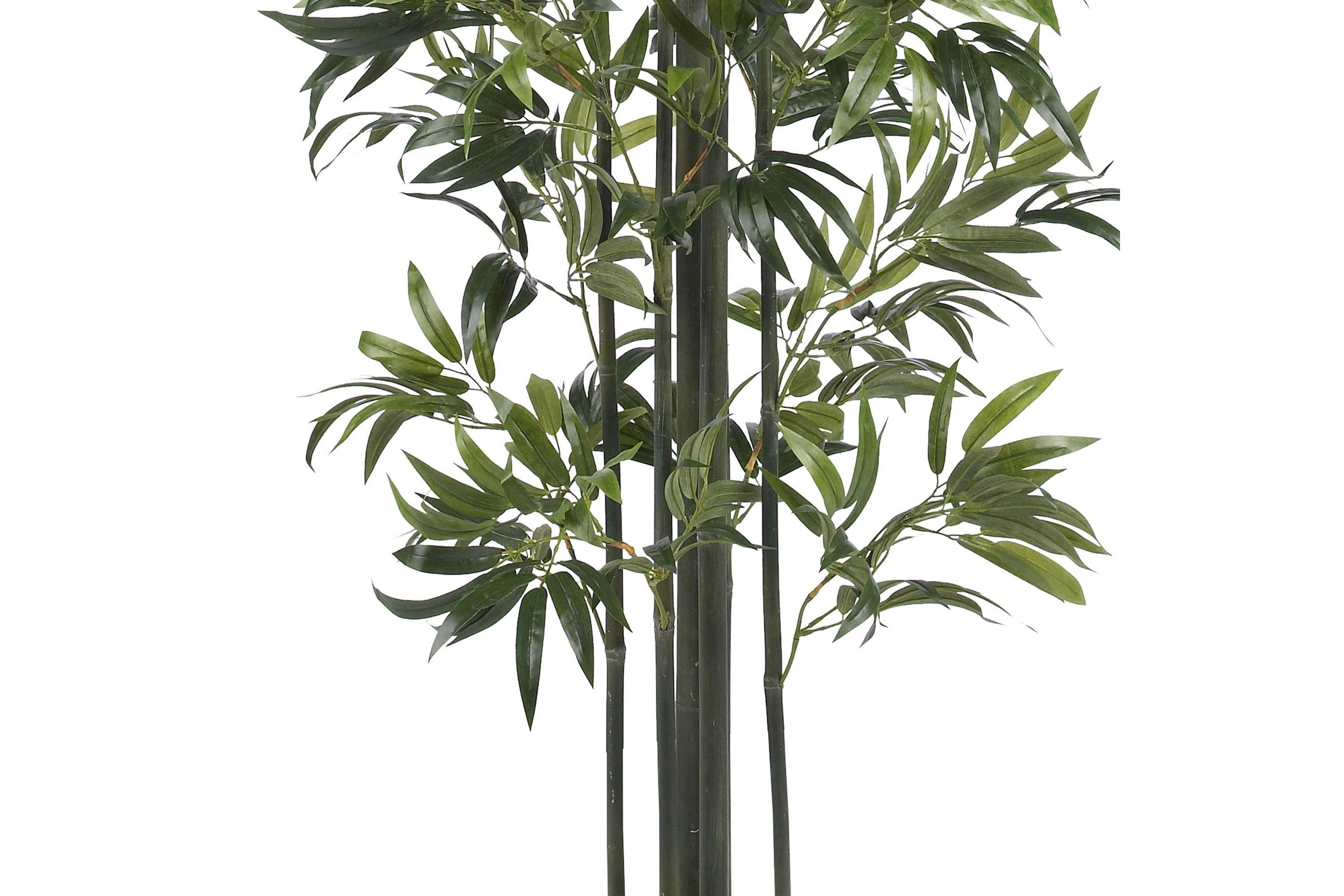 6 Bamboo Silk Tree - Green Trunks