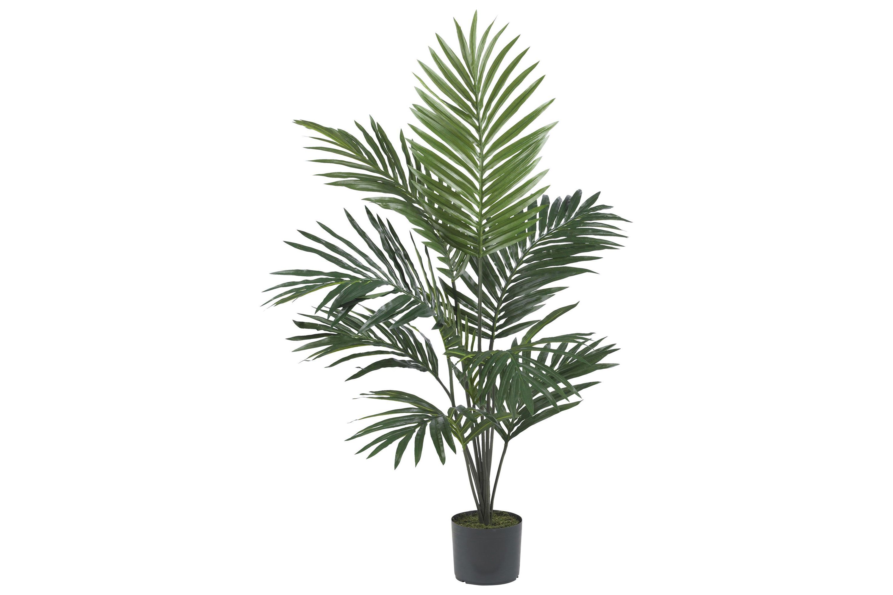 5-Foot Kentia Palm Silk Tree