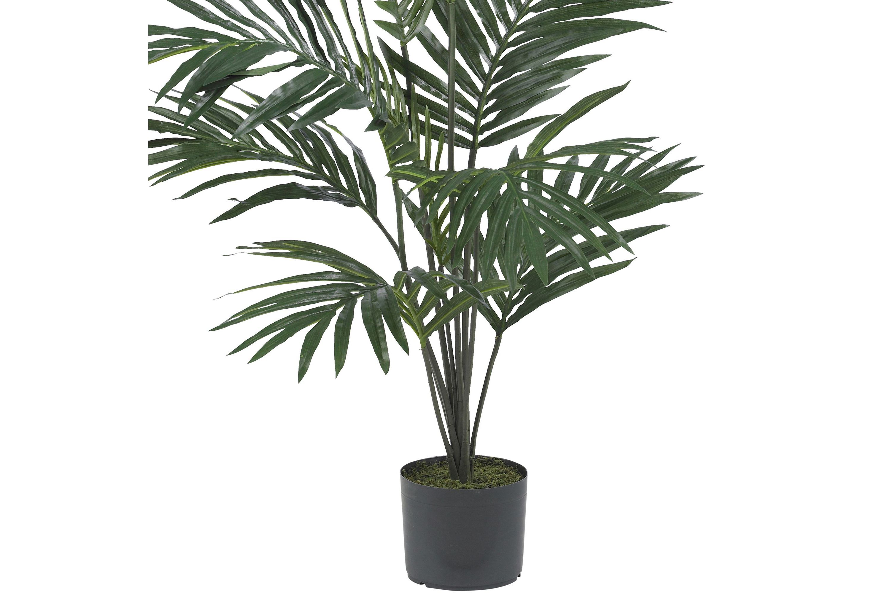 5-Foot Kentia Palm Silk Tree