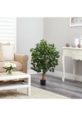 3-Foot Ficus Silk Tree