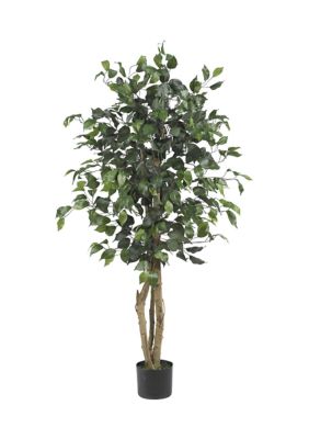 4-Foot Ficus Silk Tree