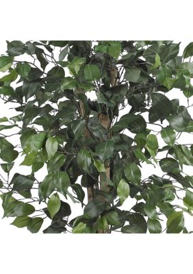 4-Foot Ficus Silk Tree