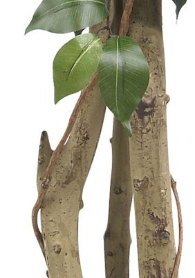 4-Foot Ficus Silk Tree