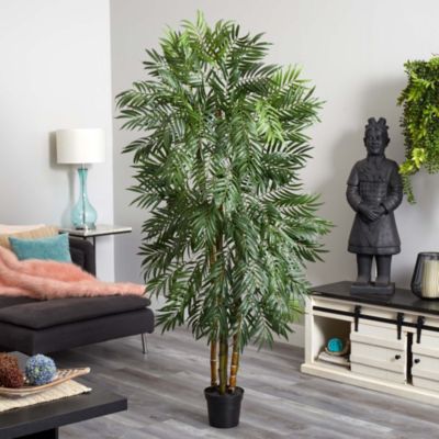 6' Bella Palm Silk Tree