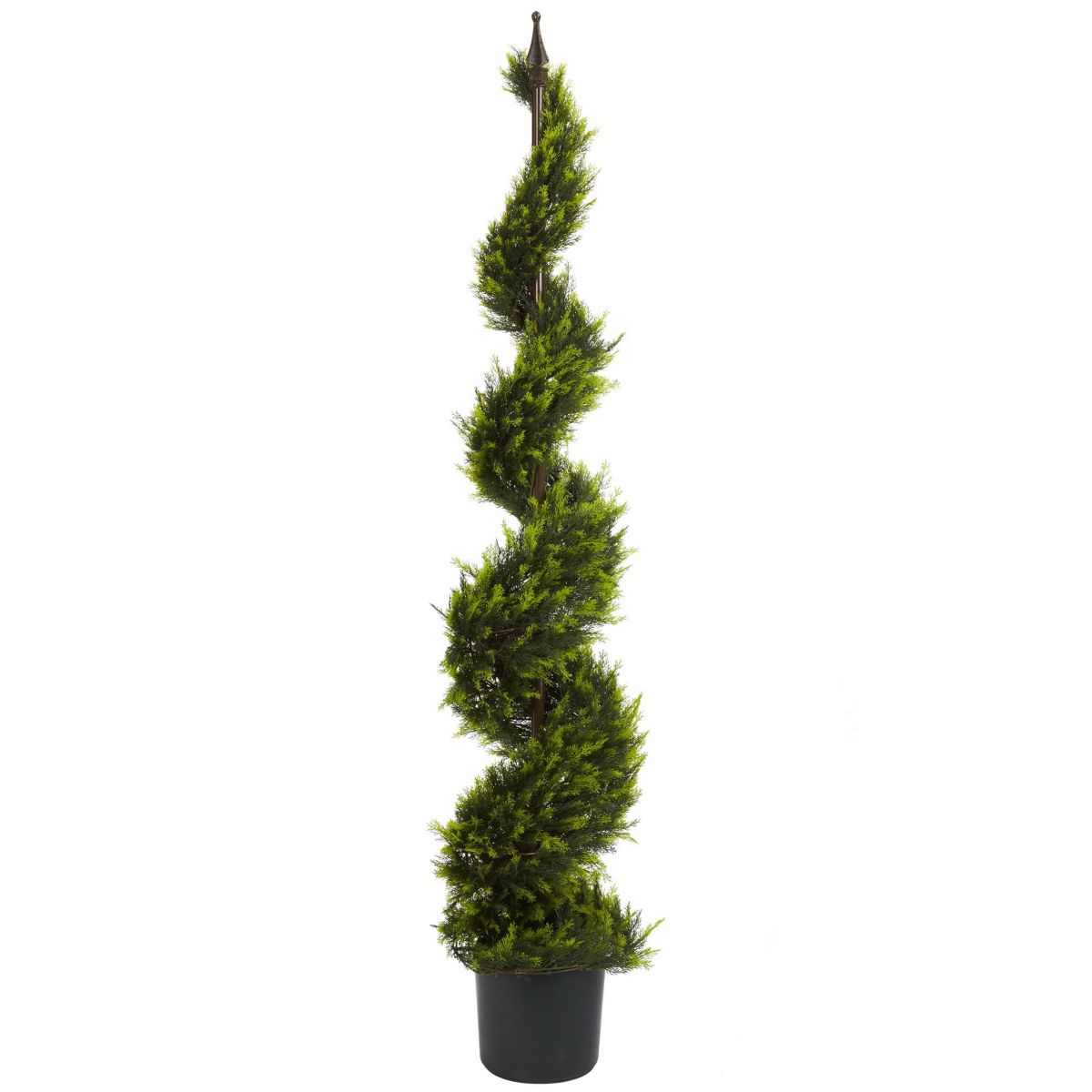 5 Cypress Spiral Tree