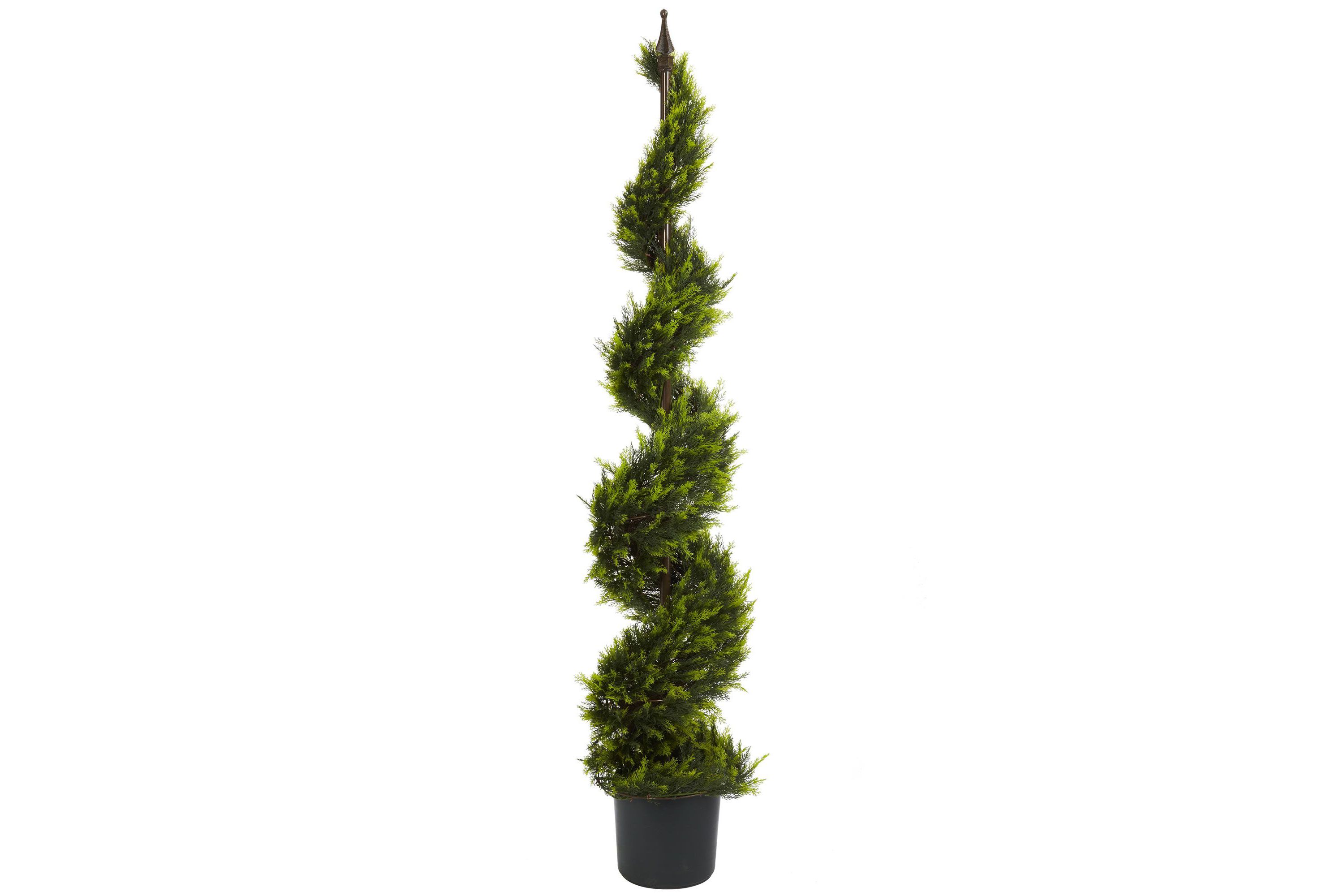 5 Cypress Spiral Tree