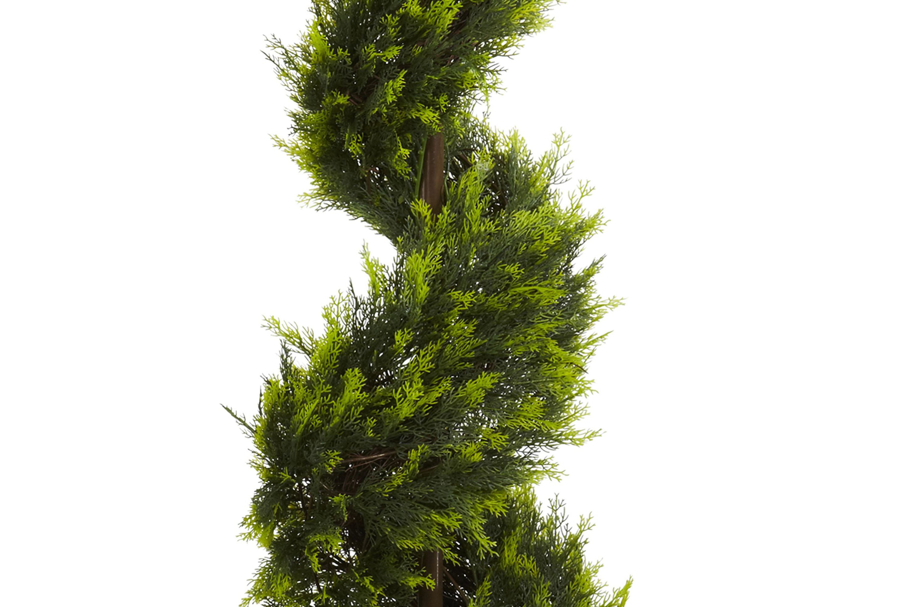 5 Cypress Spiral Tree