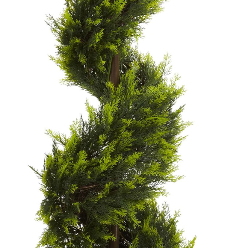 5 Cypress Spiral Tree