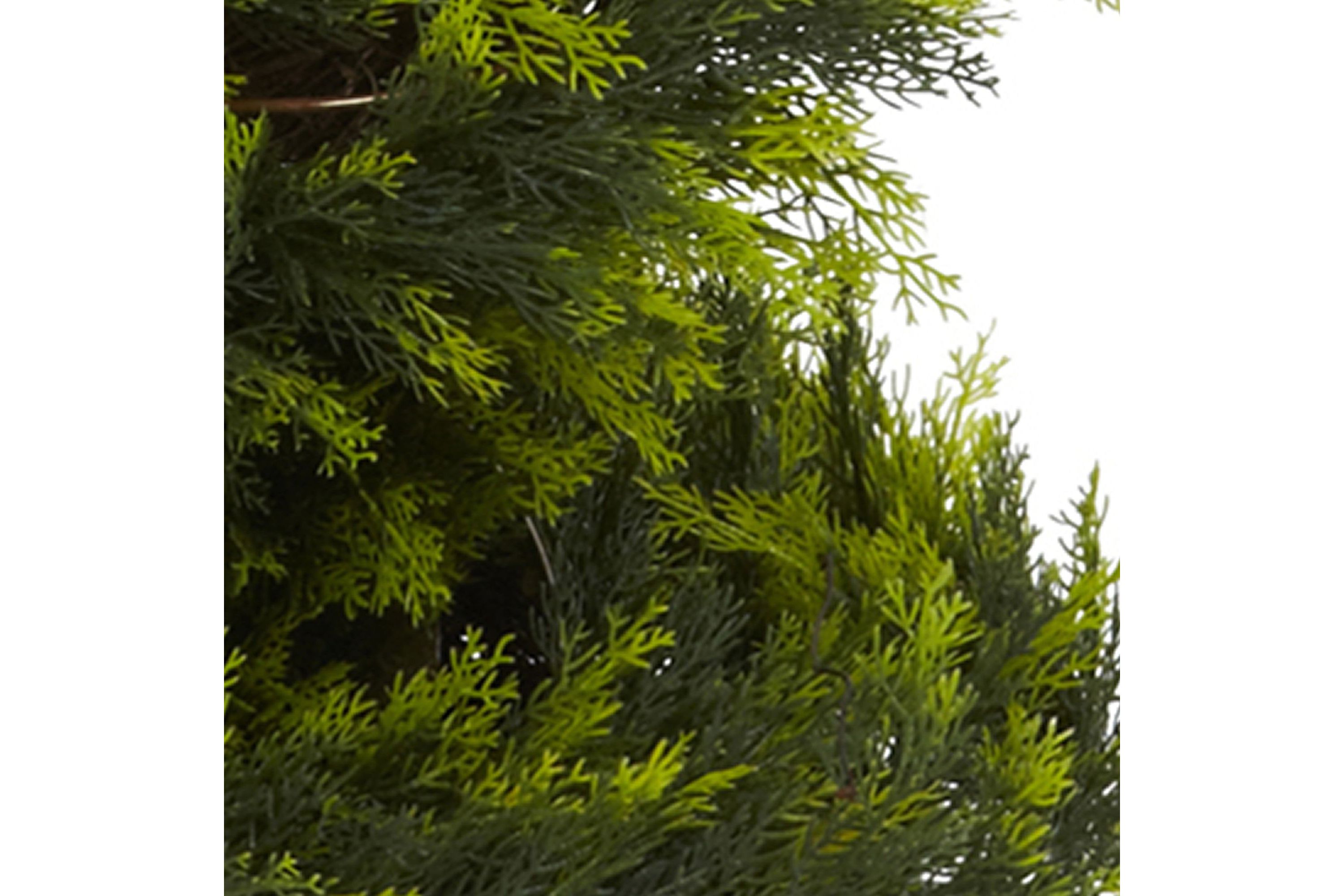5 Cypress Spiral Tree
