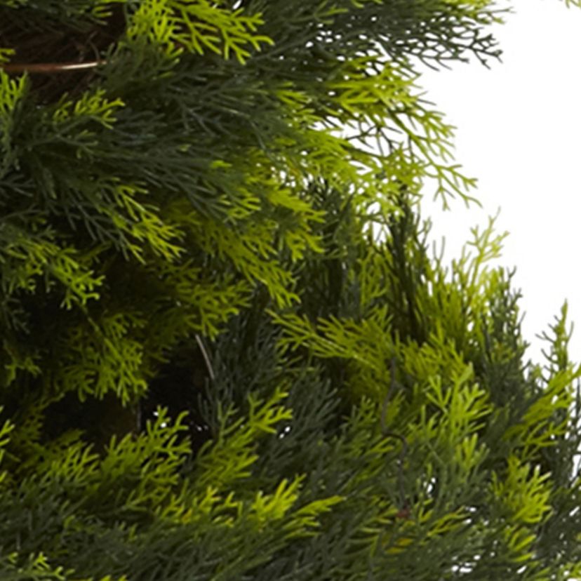 5 Cypress Spiral Tree