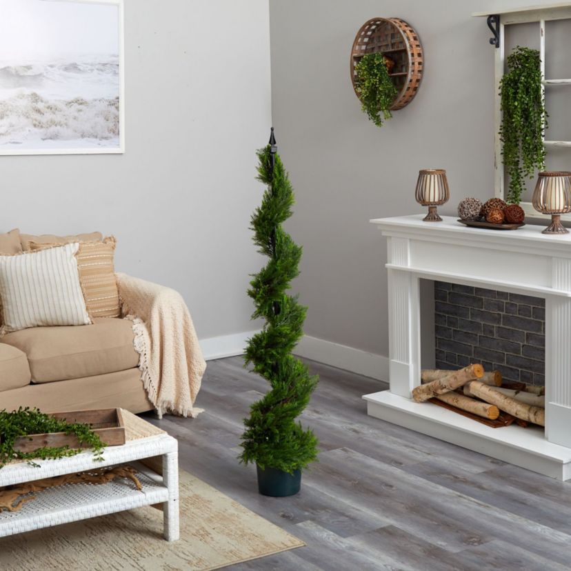 5 Cypress Spiral Tree