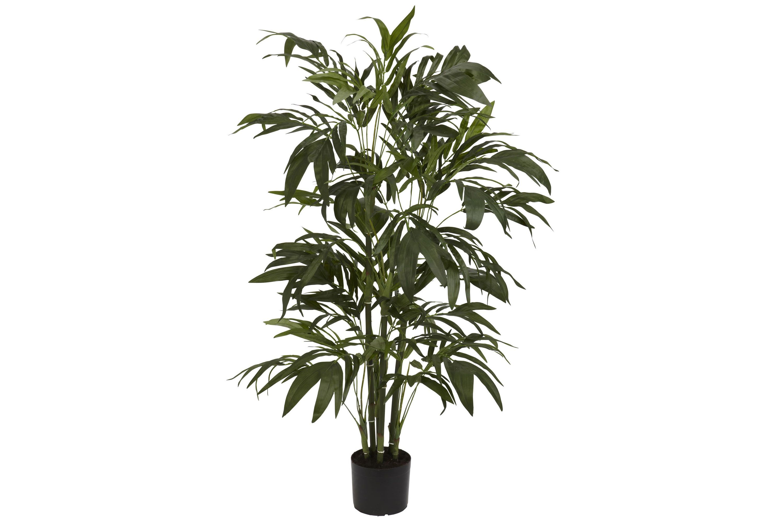 4 Bamboo Palm Silk Tree