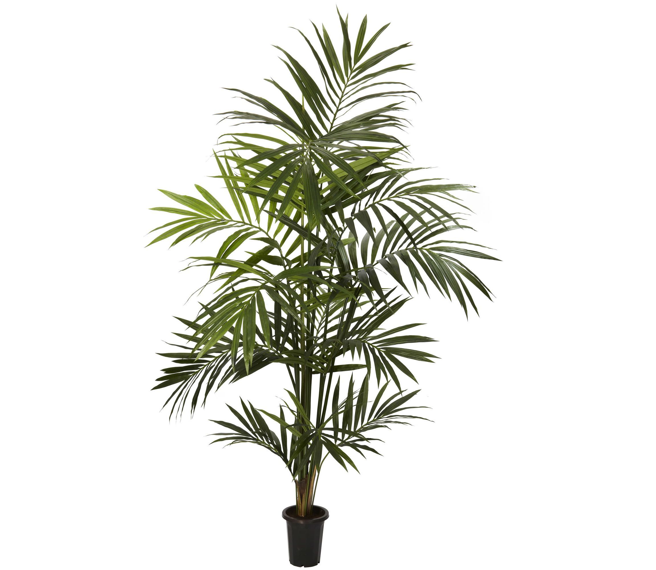 7 Kentia Palm Silk Tree