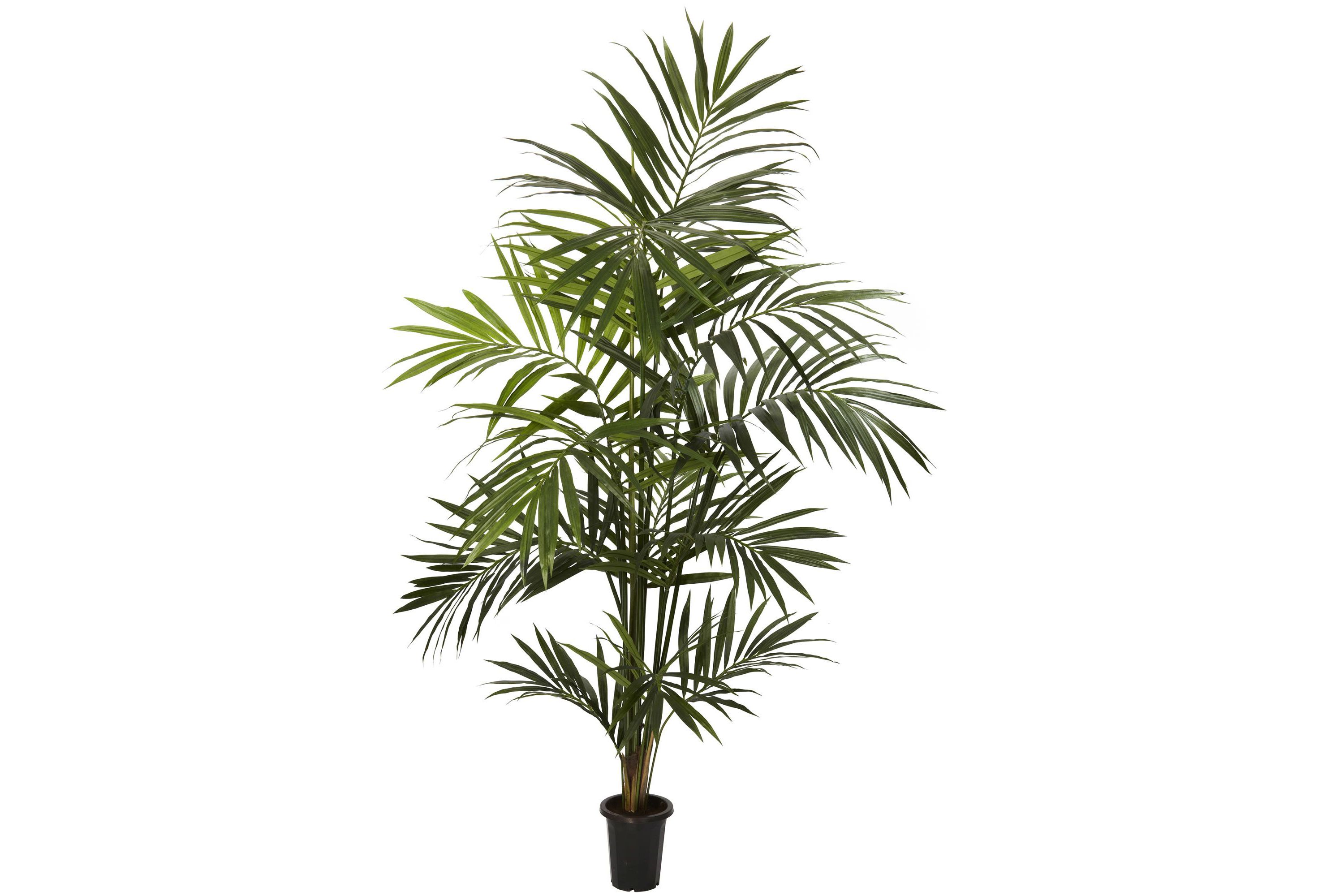 7 Kentia Palm Silk Tree
