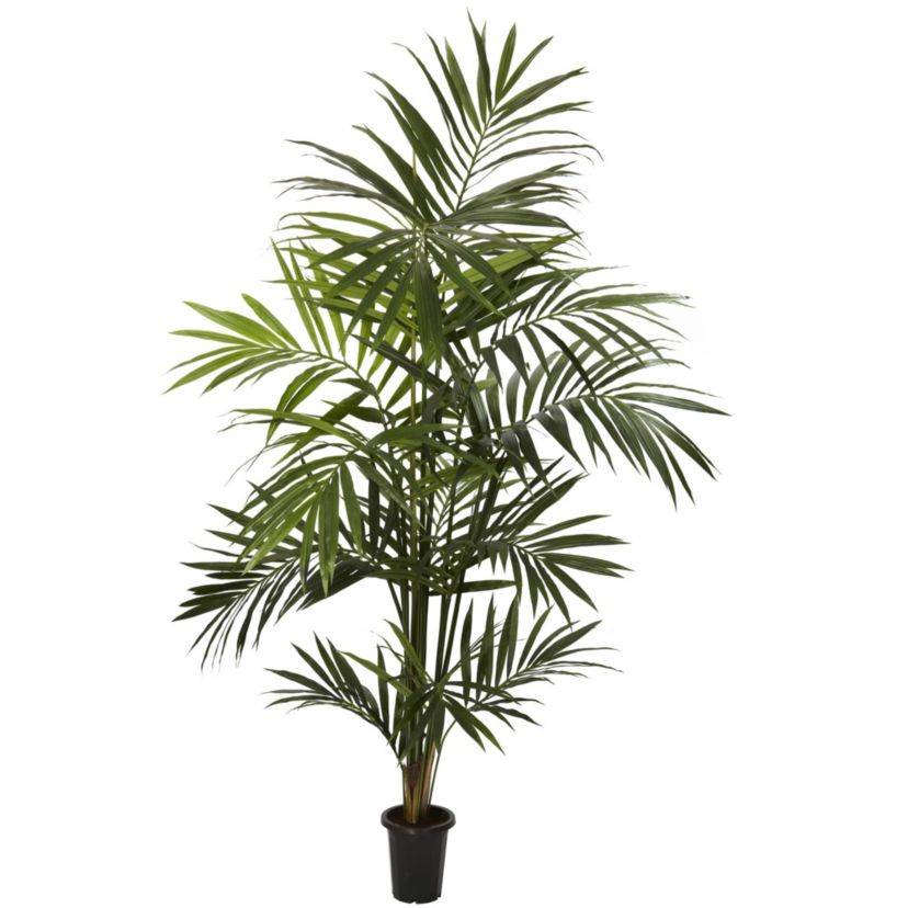 7 Kentia Palm Silk Tree