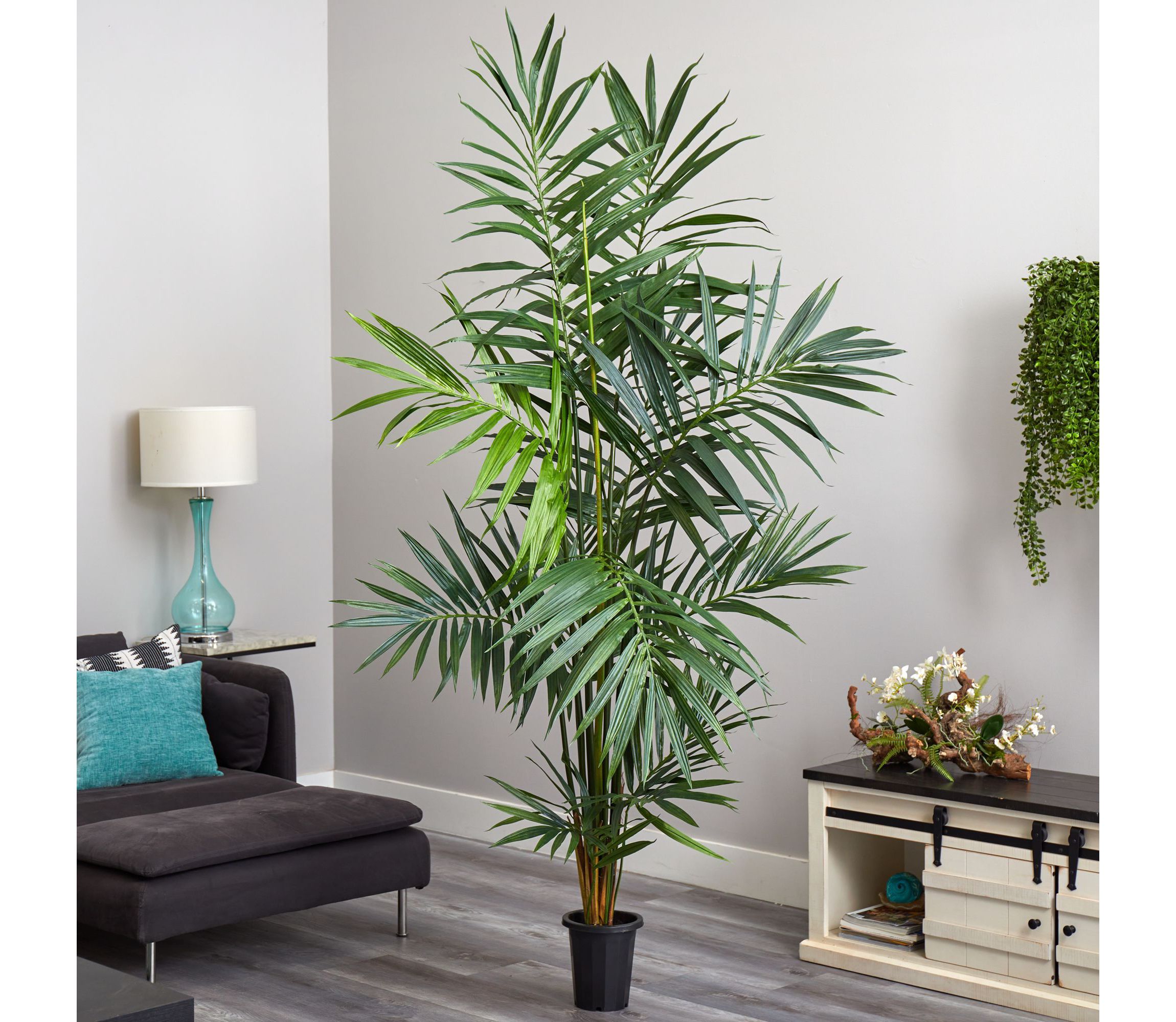 7 Kentia Palm Silk Tree