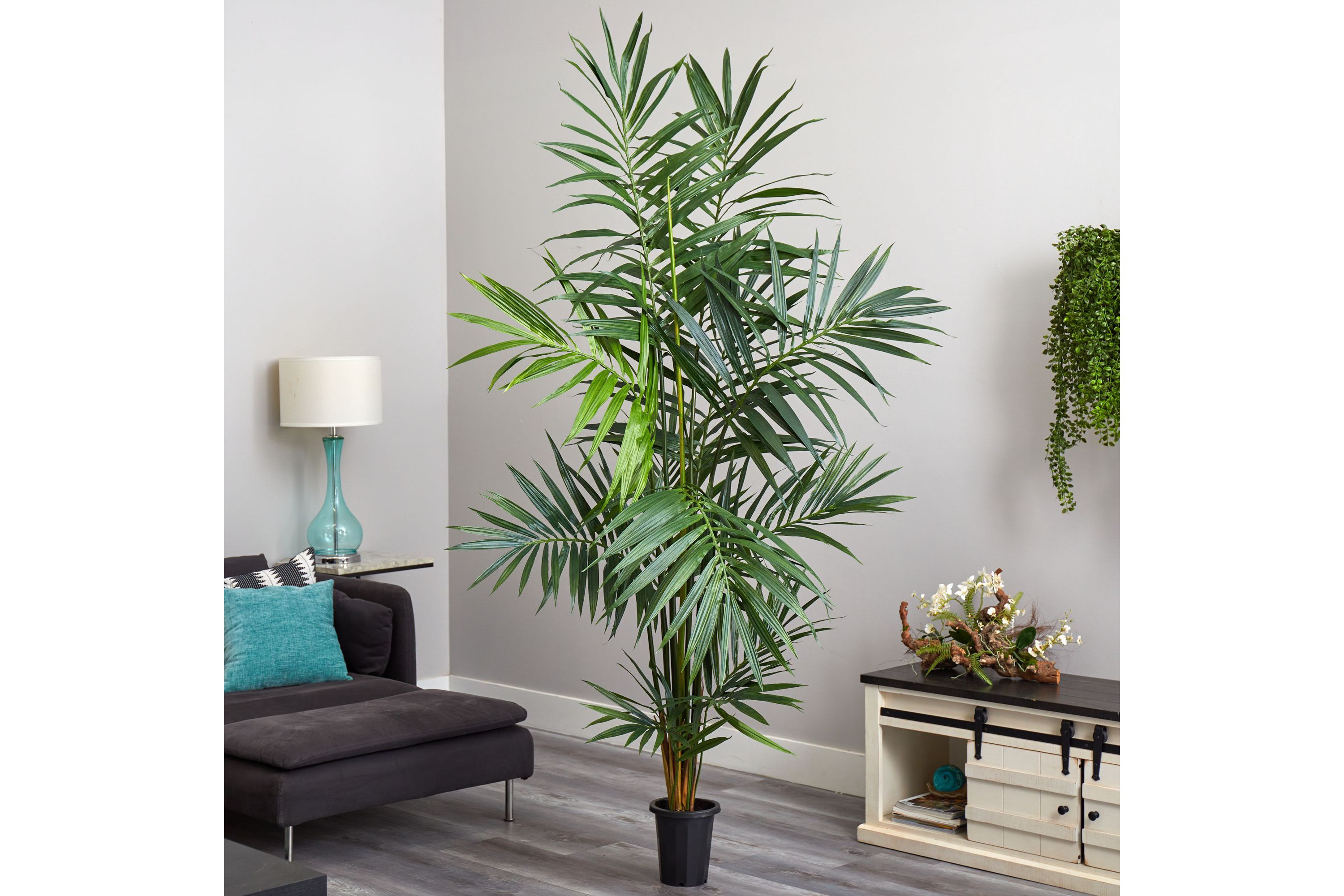 7 Kentia Palm Silk Tree
