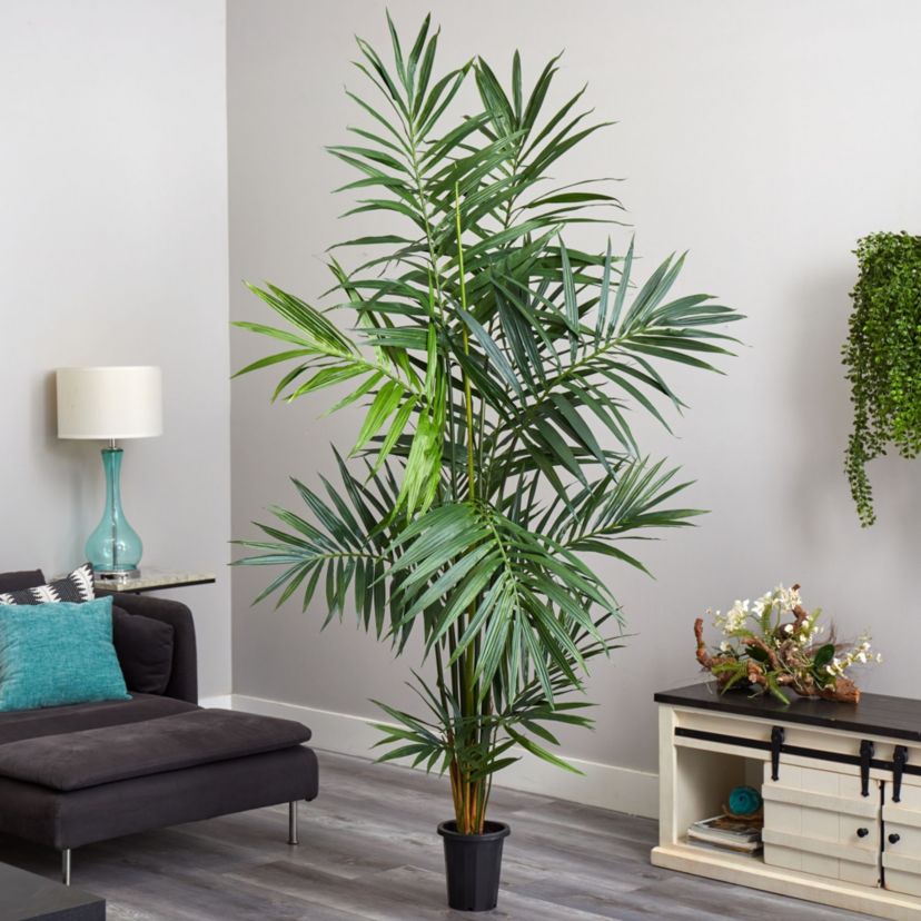 7 Kentia Palm Silk Tree