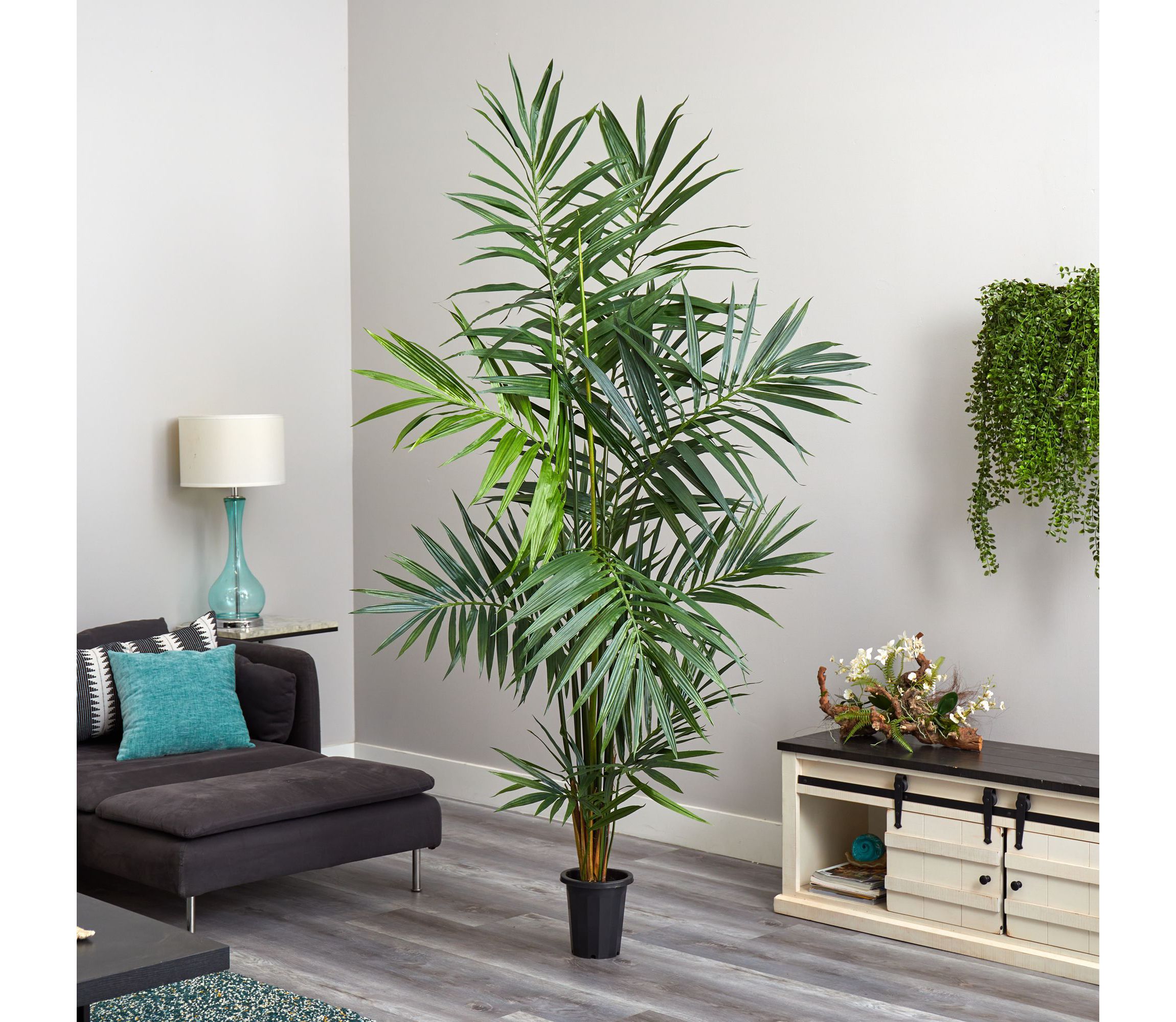 7 Kentia Palm Silk Tree