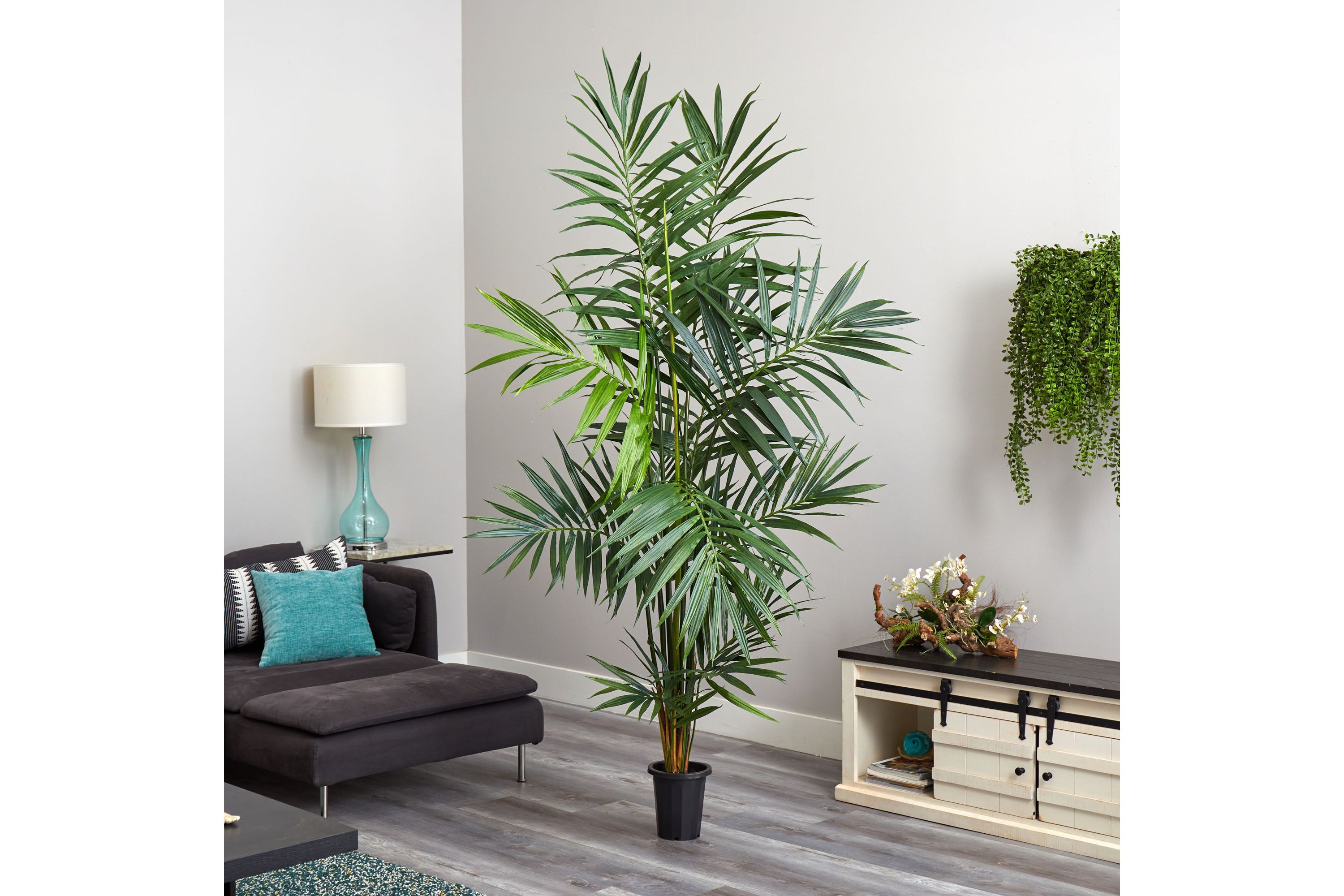 7 Kentia Palm Silk Tree