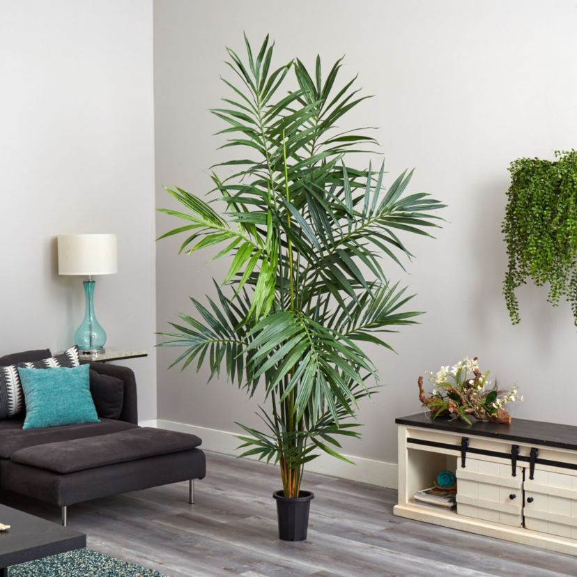 7 Kentia Palm Silk Tree