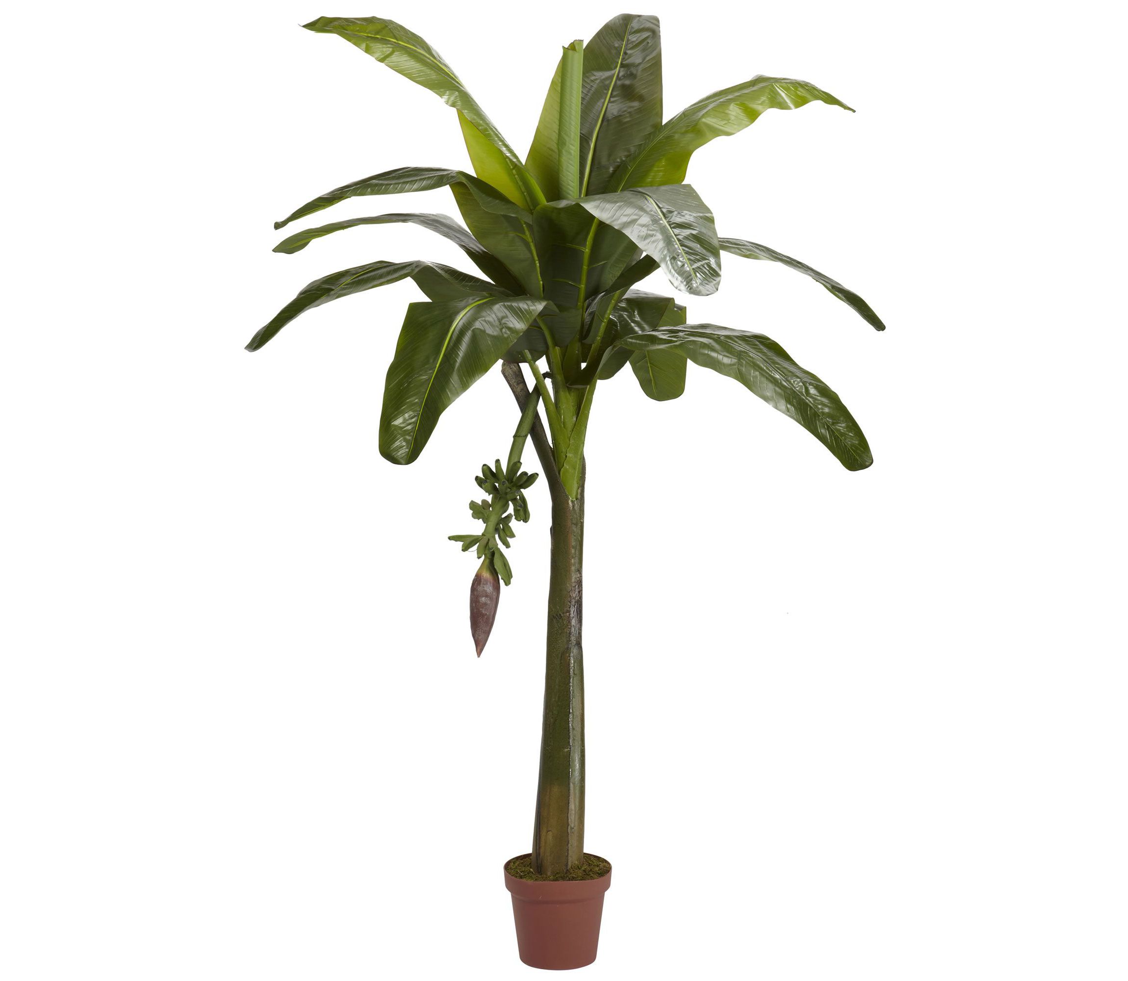 6 Banana Silk Tree - Real Touch