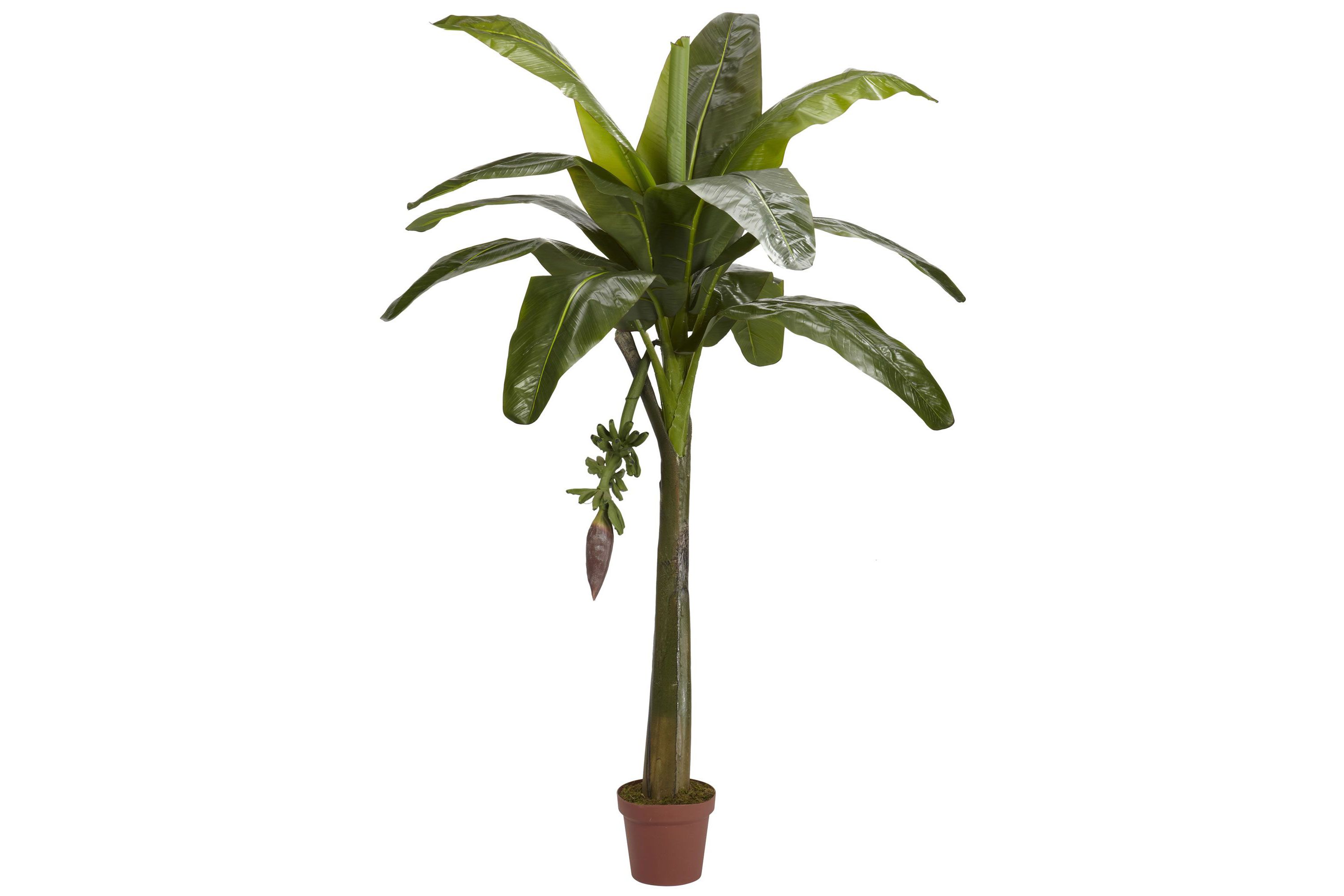 6 Banana Silk Tree - Real Touch