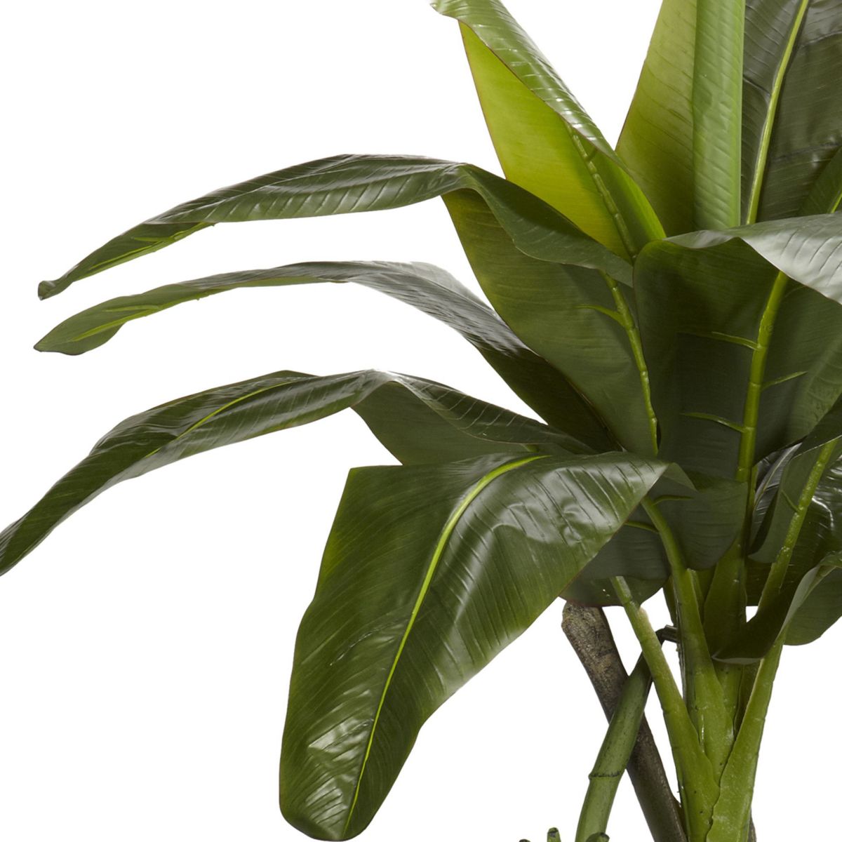 6 Banana Silk Tree - Real Touch