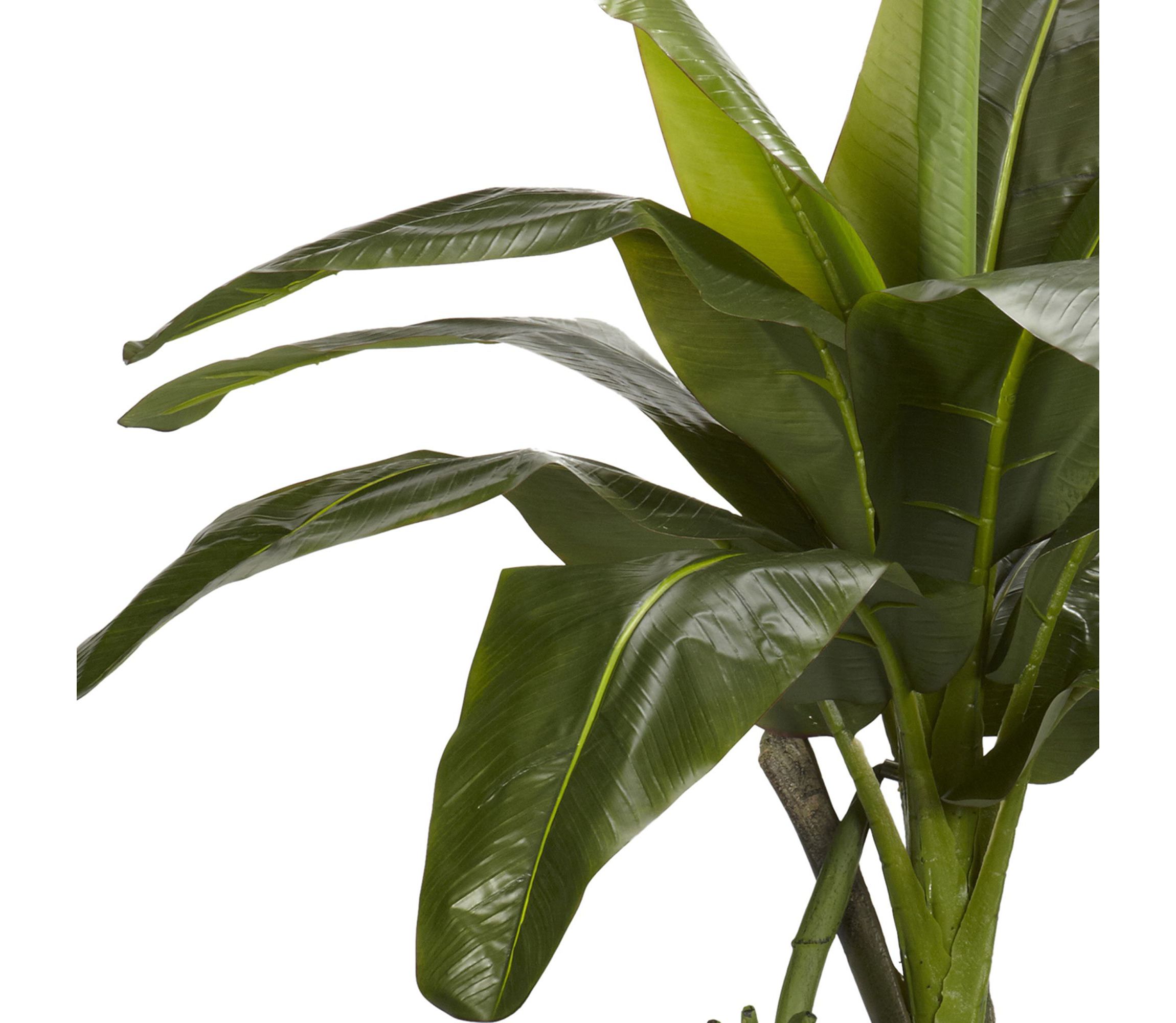 6 Banana Silk Tree - Real Touch