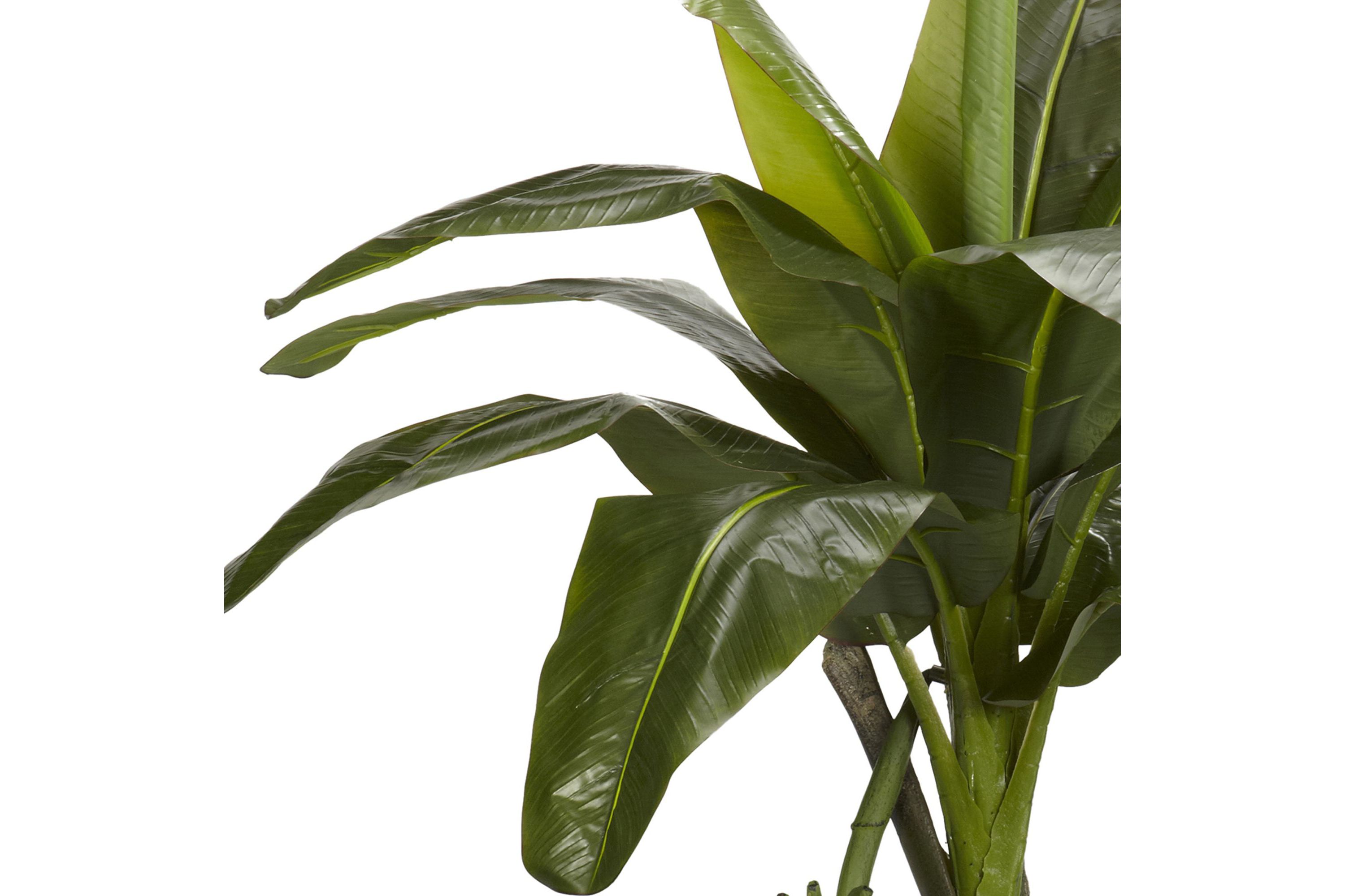 6 Banana Silk Tree - Real Touch