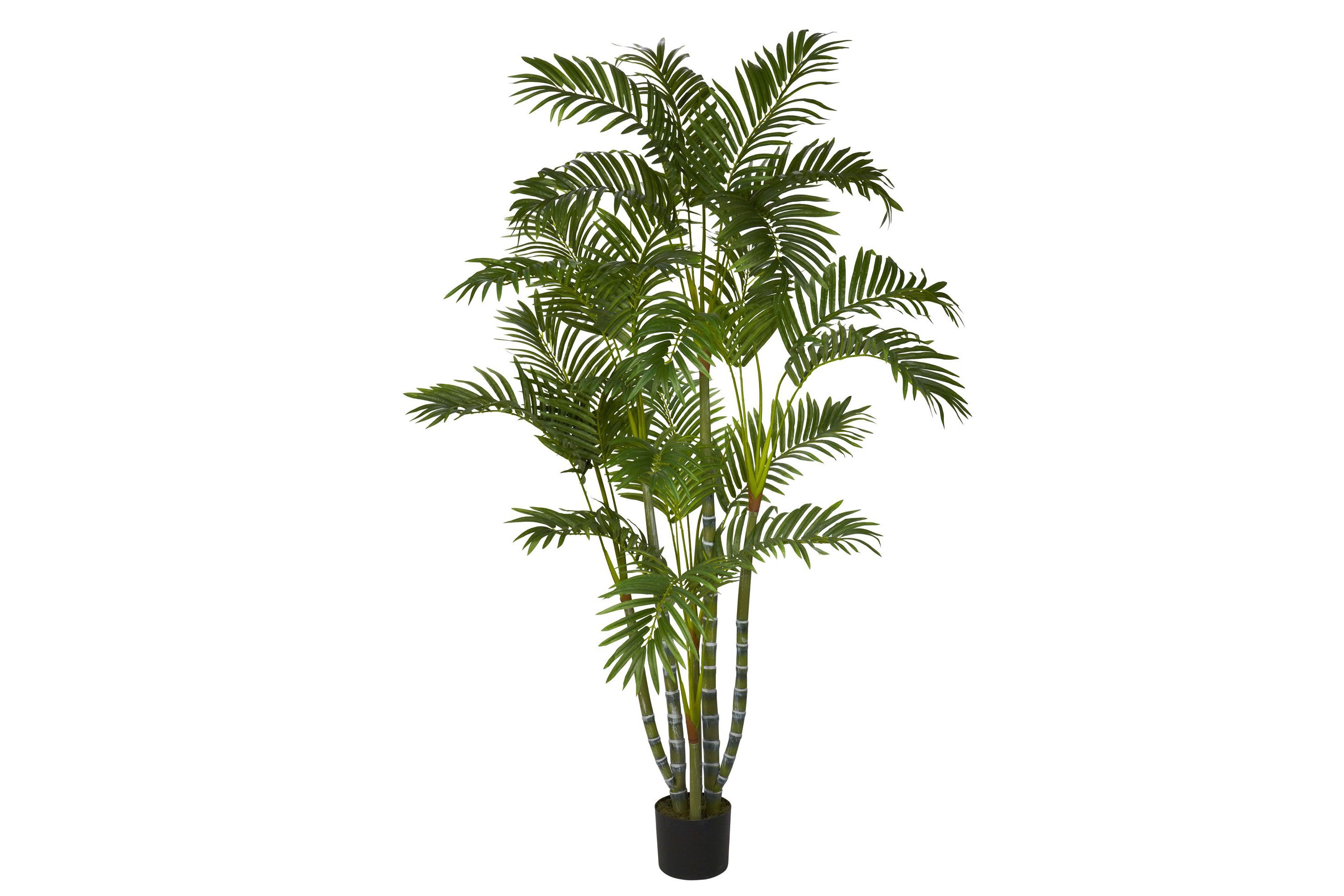 5-Foot Areca Silk Tree