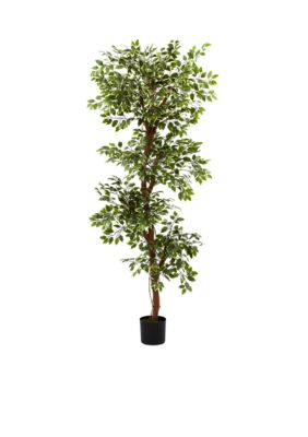 6-ft. Variegated Ficus Tree