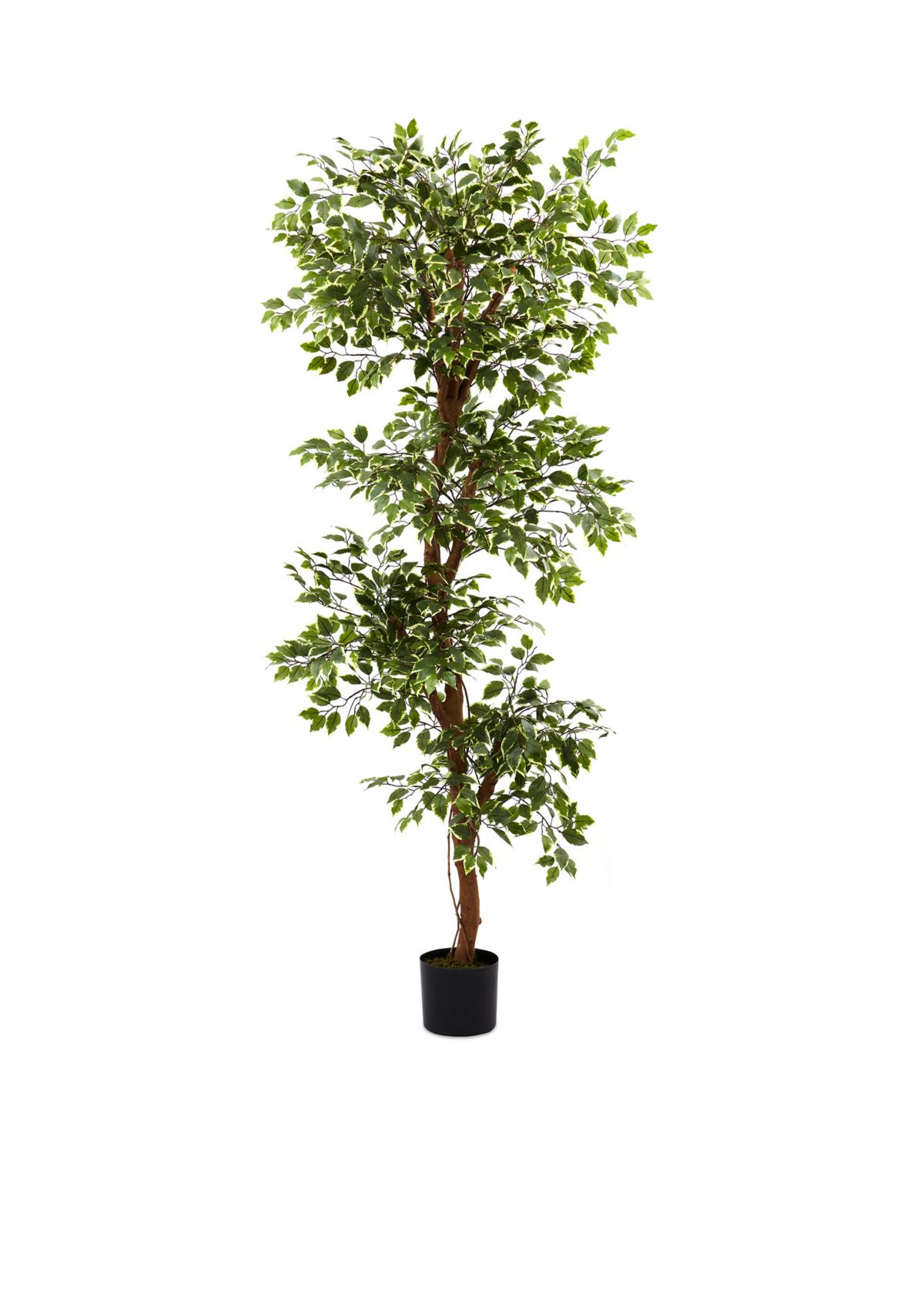 6-ft. Variegated Ficus Tree