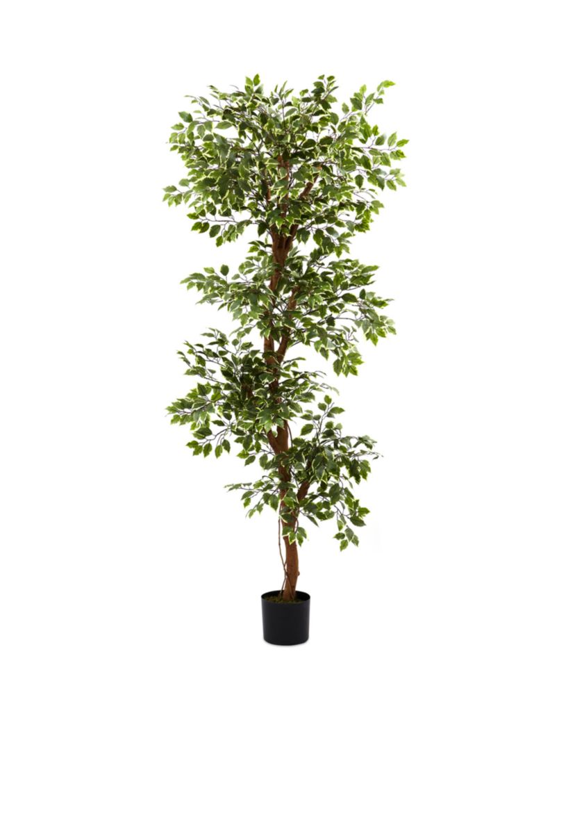6-ft. Variegated Ficus Tree