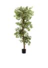 6-ft. Variegated Ficus Tree
