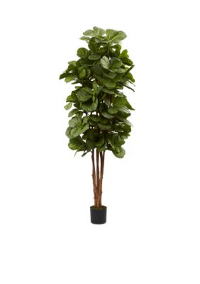 Fiddle Leaf Fig Tree