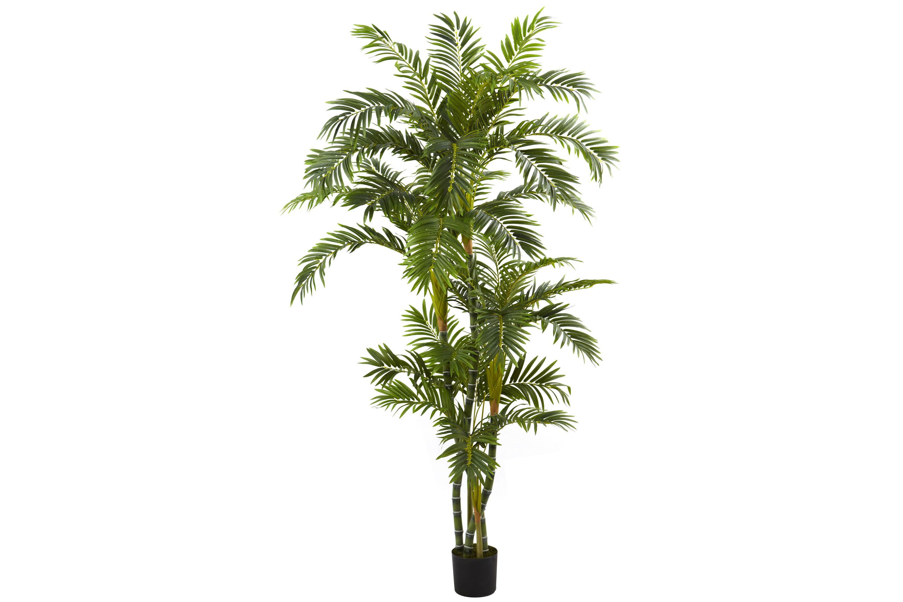 6 Curvy Parlor Palm Silk Tree