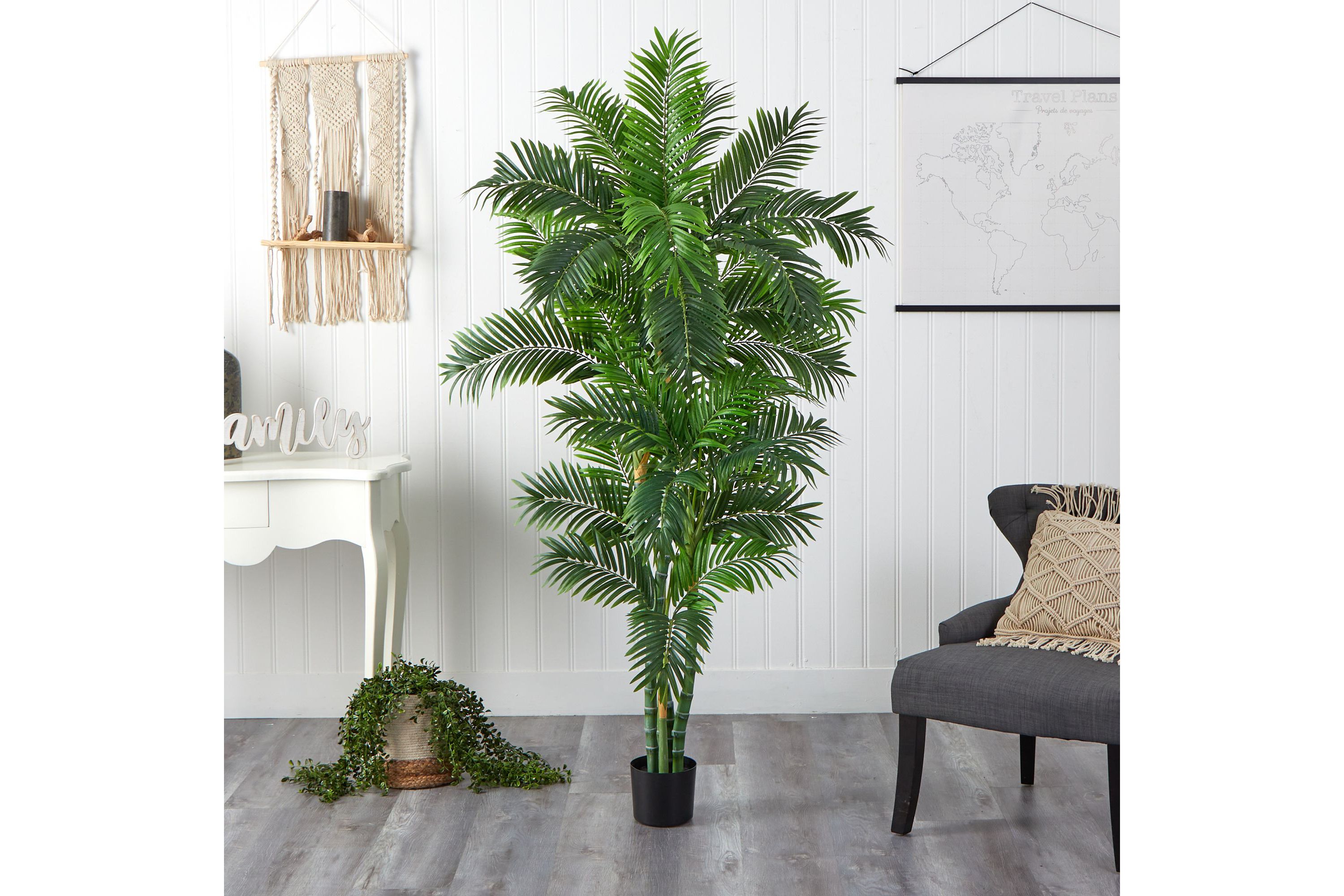 6 Curvy Parlor Palm Silk Tree