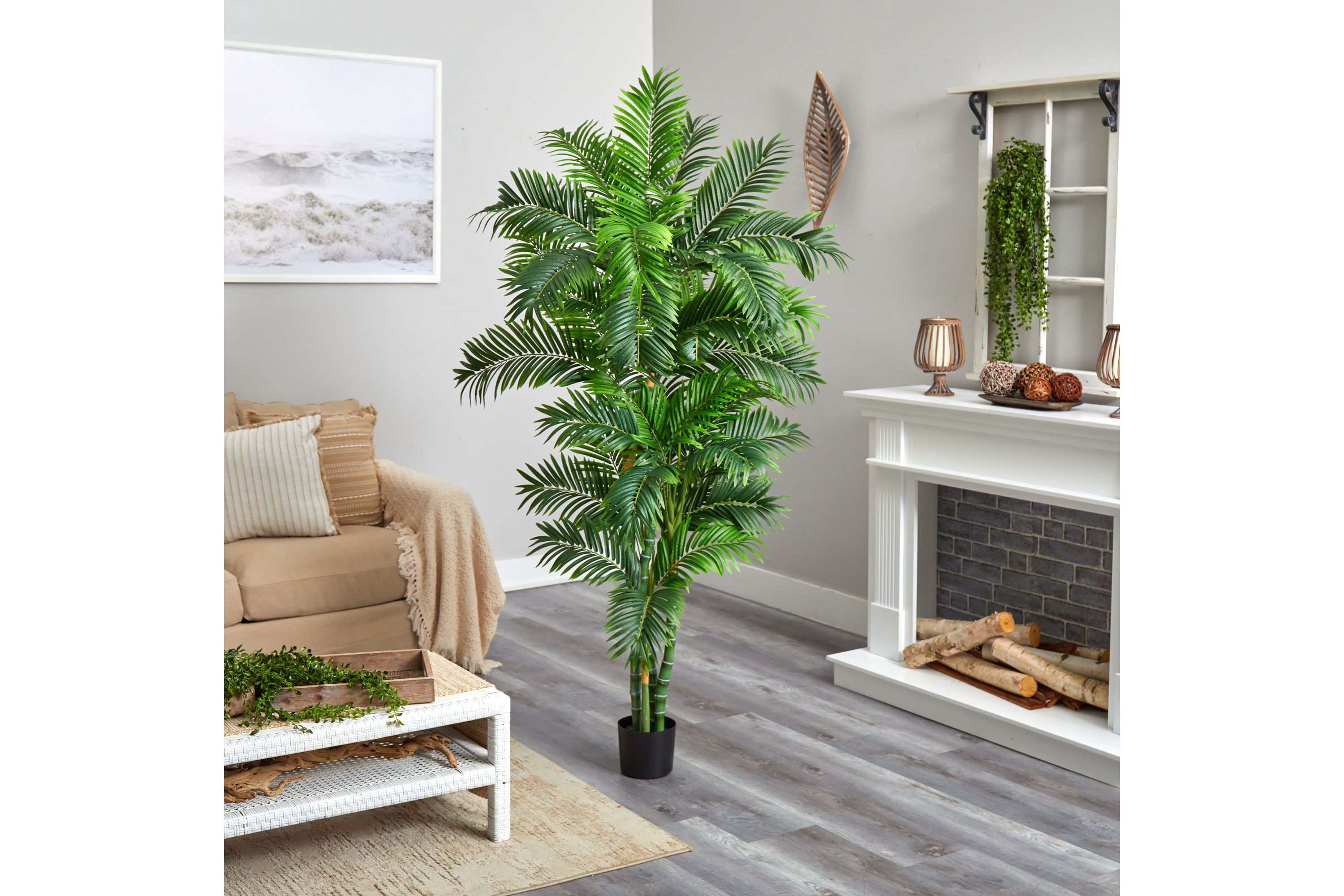 6 Curvy Parlor Palm Silk Tree