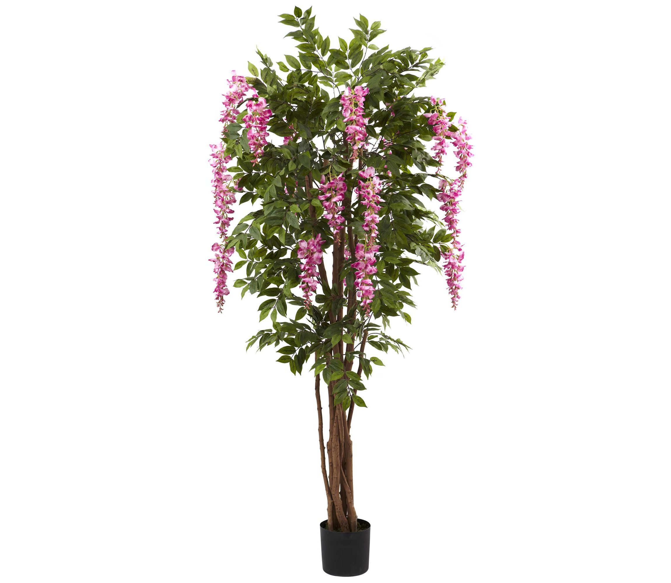 6.5 Wisteria Silk Tree