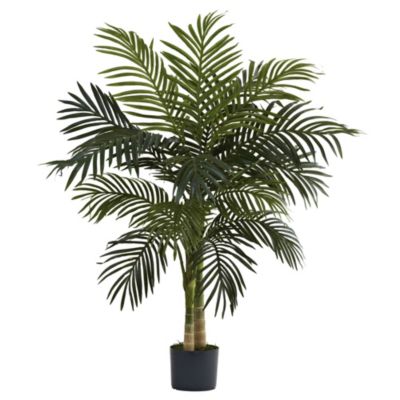 4-Foot Golden Cane Palm Tree