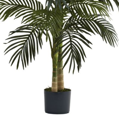 4-Foot Golden Cane Palm Tree